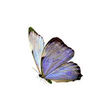 Falango Ladycatherine Ele 2 19 Png Liked On Polyvore Featuring Butterflies Animals And Effect Cute Icons Overlays Butterfly Art