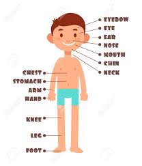 Character of a man in different ages. Cartoon Boy Kinder Korperteile Mit Englisch Wortschatz Vektor Set Lizenzfrei Nutzbare Vektorgrafiken Clip Arts Illustrationen Image 95048531