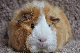 Use them in commercial designs under lifetime, perpetual & worldwide rights. White Crested Guinea Pig Petsweekly Com