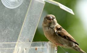 The first window bird feeder we have chosen is this entirely zen model. Guide To Window Bird Feeders Happy Beaks Blog