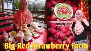 Simonhung the kok lim strawberry farm is actually one of the largest farms in the whole of cameron highlands. Vlog Big Red Strawberry Farm Cameron Highlands Rozu Style Youtube