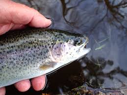 Coastal Oregon Lake Trout Fishing | The Caddis Fly: Oregon Fly Fishing Blog