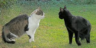 Feral feline mothers will only abandon their litter out of pure fear. Aggression Between Cats International Cat Care