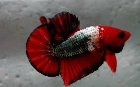 Google Betta Fish Tank Betta Fish Betta