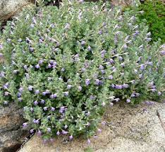 Image result for Scutellaria schweinfurthii