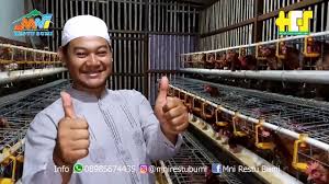 Cara mempercepat ayam bertelur lagi cukup 1 minggu! Cara Agar Ayam Petelur Cepat Bertelur Dengan Maksimal Youtube