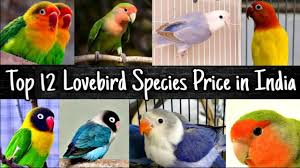 Top 12 Love Birds Species Price In India 2020 Youtube