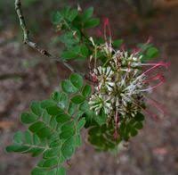 Image result for Albizia petersiana