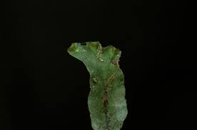 Image result for Didymoglossum