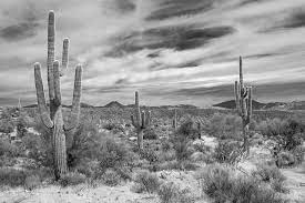 Here are some fun tidbits you need to know about these spiny, bulbous green plants Hd Wallpaper Grayscale Photography Of Cactus Grayscale Photography Of Desert Wallpaper Flare