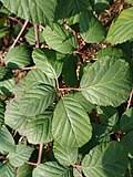 Image result for Rubus kirungensis