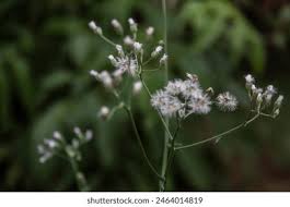 Image result for Vernonia cinerascens