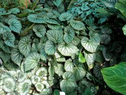 Pin On Begonia