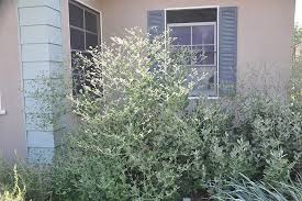 Image result for Eriosema angolense