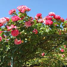 Das betrifft insbesondere die wurzelnackten rosen, die ohne jeglichen boden und wurzelballen im handel angeboten werden. Kletterrosen Pflanzen Pflegen Schneiden Schoner Wohnen