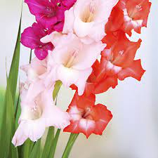 Gladiolus Flowers Name List Flowers Flower Names