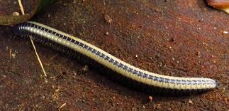 It is native to the caribbean and has also been introduced to the southeastern united states. Yellow Striped Millipede Bugguide Net