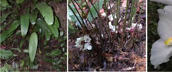 Image result for Marantochloa congensis