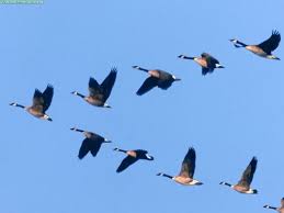 Birds Fly South For The Winter Each Year Geese Are One Of The Many Birds That Migrate South In V Shaped Flocks These Flocks Imply Physical Beautiful Birds Beautiful Bird Wallpaper Animals