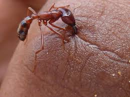 If you live in a region with fire ants, you already know that these pests fire ants generally swarm their victims, causing multiple simultaneous stings. Red Ant Bites 8 Ways To Treat Easy Home Remedies Mvp