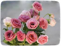 How to look after lisianthus. Not A Rose 3 Photos It Looks Like Rose Or Ranunculus Bu Flickr