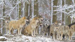 We would like to show you a description here but the site won't allow us. Wolves Are Protected Even In Human Settlements Top Eu Court Rules News Dw 11 06 2020