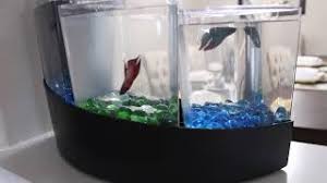 Betta fish are not a particularly large species, but all aquarium fish need space to swim. Aqueon Betta Falls Small Aquarium Fish Tank Youtube