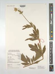 Image result for Clematis villosa