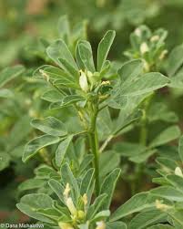 Image result for Trigonella