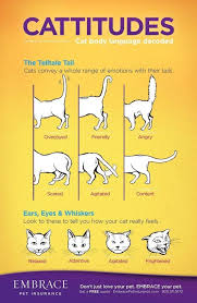 Pin By Hakan Kisa On Untilted Cat Behavior Cat Body Cat Language
