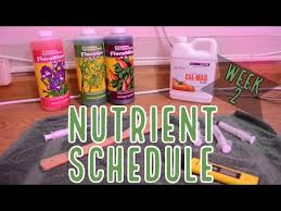 Week 2 How To Feed Autoflowers Our Nutrient Schedule