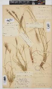 Image result for Aristida congesta