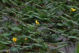 Image result for Aeschynomene fluitans