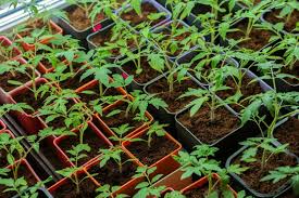 Generell empfiehlt sich zur aussaat als topfpflanze der zeitraum zwischen februar und april. 10 Tipps Zur Perfekten Tomate Aus Dem Garten Plantura