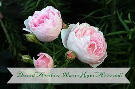 I didn't think anything of it. David Austin Roses Have Arrived Johnson Brothers