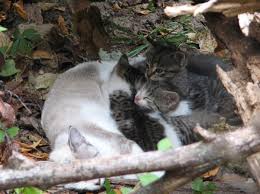 Feed the fish to the cat. How To Tame A Wild Cat Pethelpful