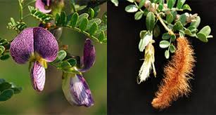 Image result for Ormocarpum