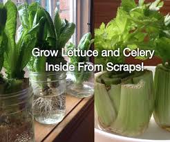 Growing romaine lettuce from cuttings. Regrow Lettuce And Celery Scraps Indoors Super Easy 7 Steps With Pictures Instructables