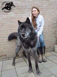 Wolf Hybrid Http Pic Twitter Com Lzdapcpetx Animal Life Meetanimals June 23 2017 Wolf Hybrid Dogs Hybrid Dogs Wolf Dog