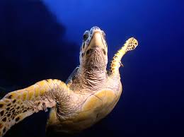 The text description in 63 fr 46701 is always the one, true definition of hawksbill turtle critical habitat. Hawksbill Turtle Facts And Photos