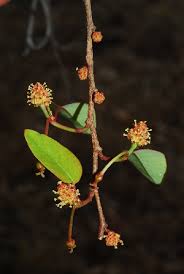 Image result for Maprounea