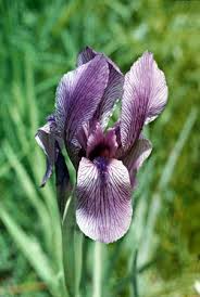 Image result for Iridaceae