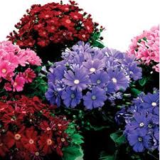 Image result for Cineraria