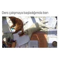 Ders Calisirken Ben Citirbilgiler Ders Kedi Instagram Cats