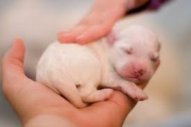 Check spelling or type a new query. Puppy Development From Newborn To One Week