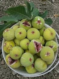 Botanically speaking, species of fruit trees can also include trees that produce berries or nuts. 110 Persian Fruit And Vegetable Ideas Fruit Persian Food Iranian Food