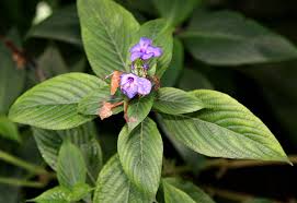 Image result for Eranthemum pulchellum