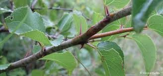 Image result for Ziziphus abyssinica