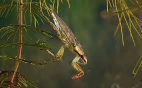 Alice Pool And Spa Centre - How To Get Rid Of Swimming Bugs In And Around  Your Pool!!!! Trim Low-Hanging Tree Branches That Hang Over The Pool Water  Or Around The Pool