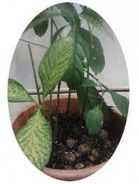 The Easiest Way To Plant And Grow An Avocado Seed In Soil Avocado Plant Avocado Plant From Seed Growing An Avocado Tree